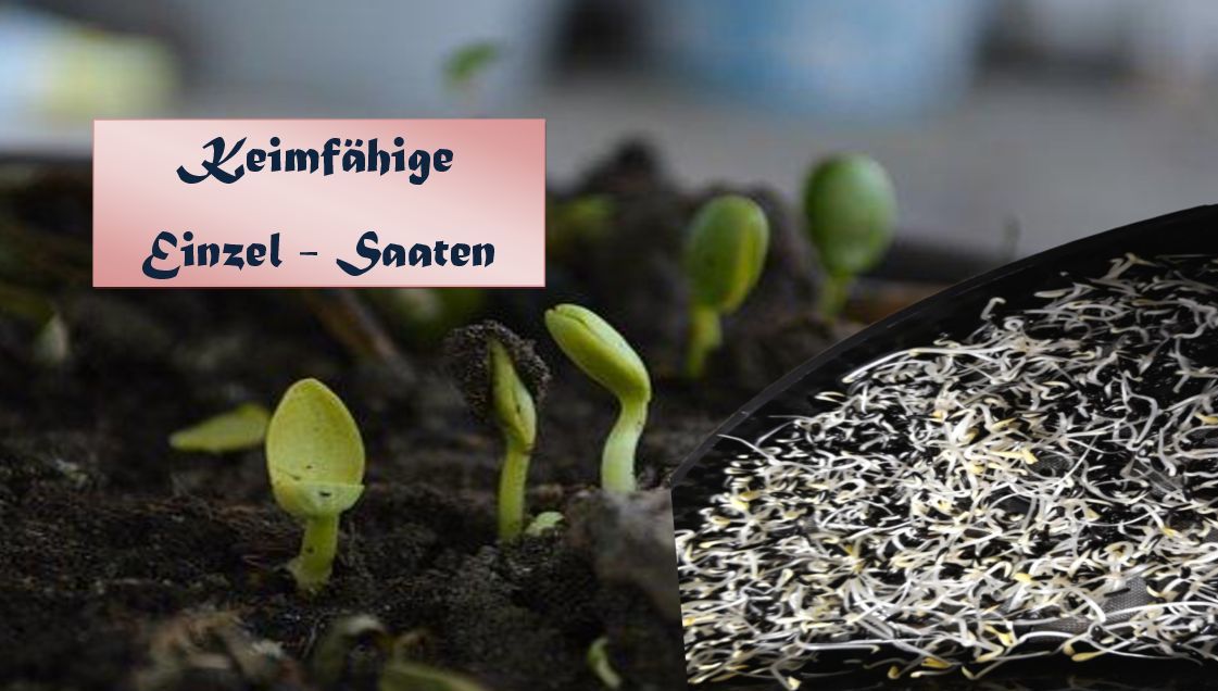 Keimfähige Einzel - Saaten die durch Ihre ganz besonderen Inhalte überzeugen